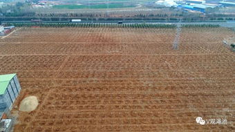 澠池國(guó)土綠化步伐堅(jiān)實(shí) 十大林業(yè)精品工程亮點(diǎn)紛呈